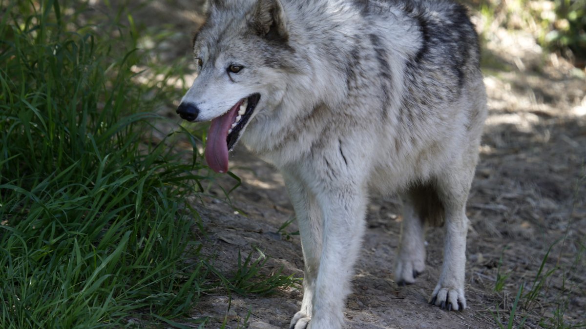 Record number of wolf attacks are happening in California, but not much can be...