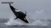 Watch: Orcas launch out of Monterey Bay during dolphin hunt