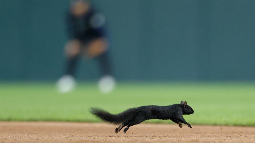 Squirrel