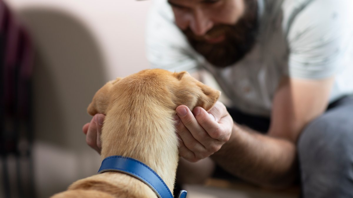 From Streets to Snuggles in 7 Steps: The Hidden Work That Helps Shelter Pets Find a Ho...