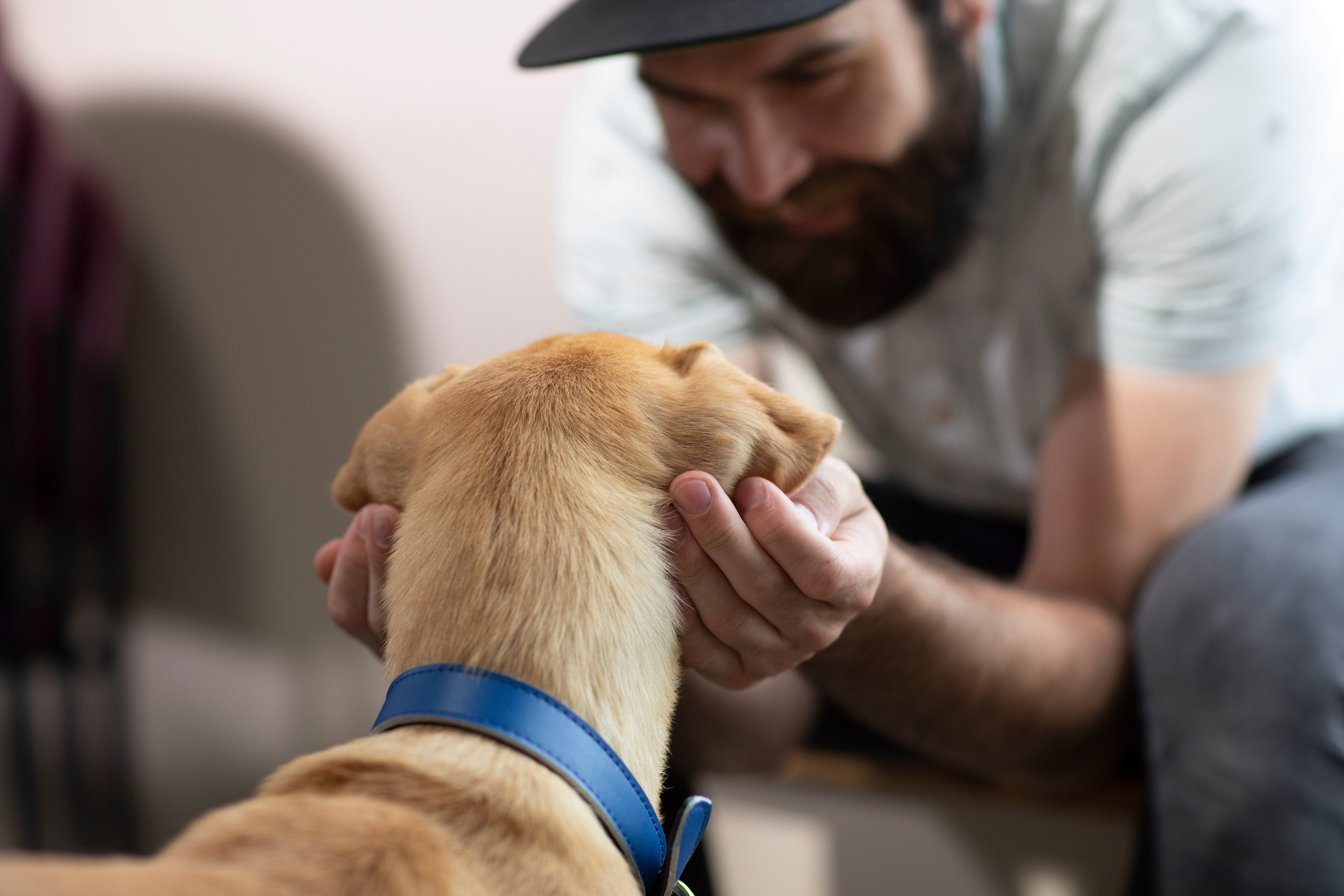 From Streets to Snuggles in 7 Steps: The Hidden Work That Helps Shelter Pets Find a Home