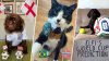 These pets are the true World Cup winners for their viral match predictions