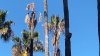 San Jose's Circle of Palms Plaza closed over concerns about dying trees