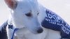 Rescued dog who recovered from overly-tight harness ready to be adopted