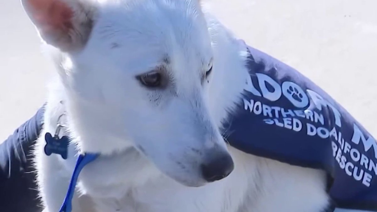 Rescued dog who recovered from overly-tight harness ready to be adopted