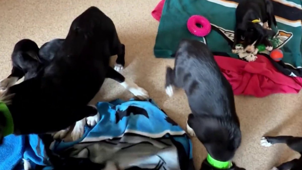 All 16 Livermore abandoned puppies have been adopted, shelter says