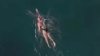 Bay Area woman aims to be the first to swim the whole California coast