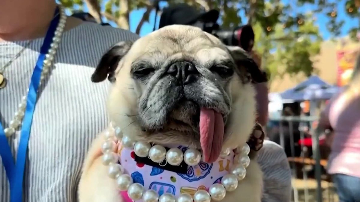 Ukiah pug Jinny Lu named ‘World’s Ugliest Dog’ – NBC Bay Area