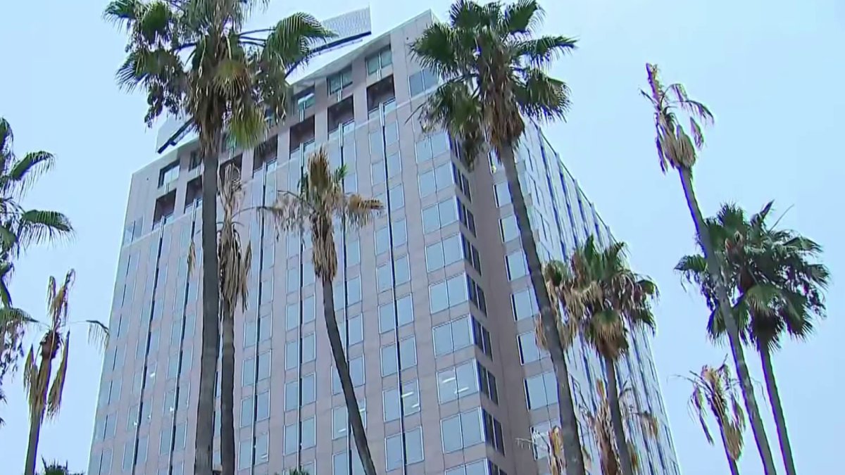 Emergency removal of trees in San Jose’s Circle of Palms