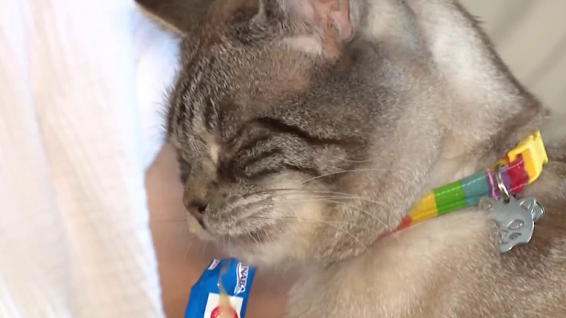‘So rewarding': Sunnyvale woman hopes her animal adoption adventure inspires others