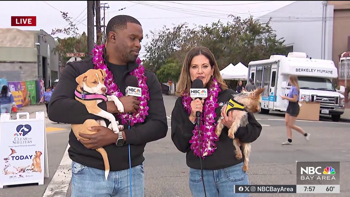 Pets looking for a forever home in Clear the Shelters event at Berkeley Humane