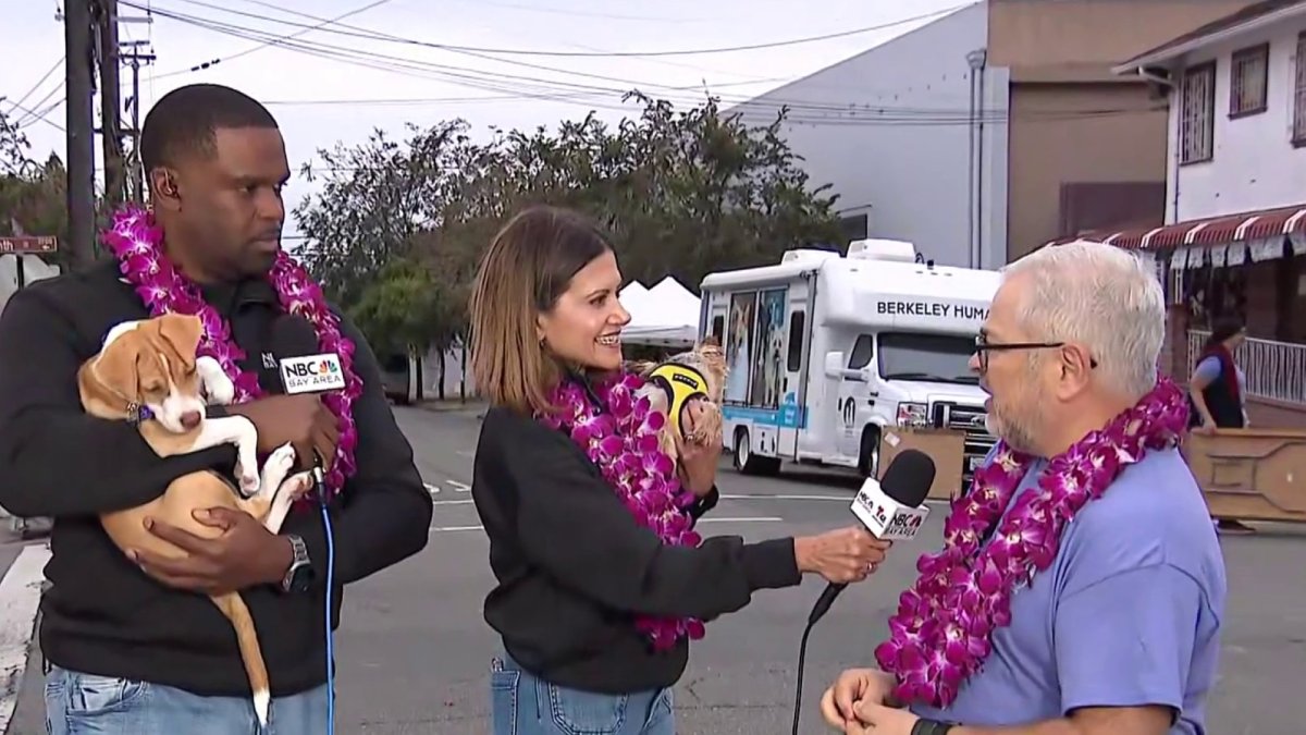 Pets coming from Hawaii waiting to be adopted at Berkeley Humane