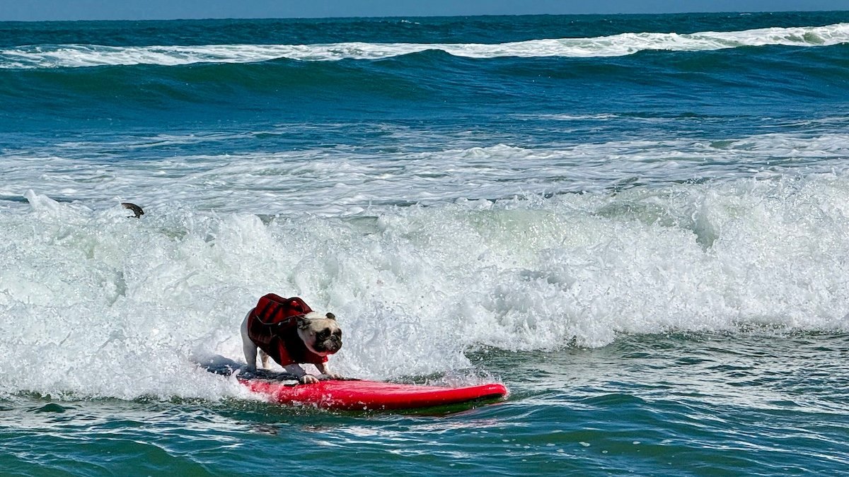 Top dogs ride waves at annual World Dog Surfing Championships