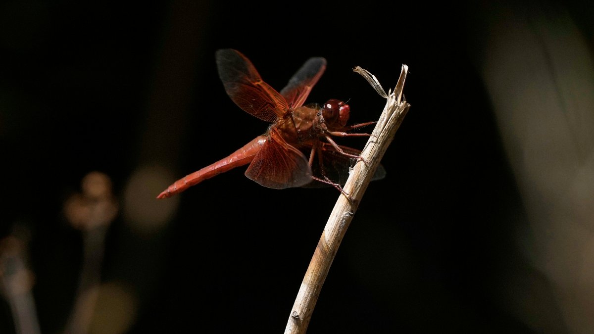 Unusual dragonfly swarms sweep across California after warm spring rains