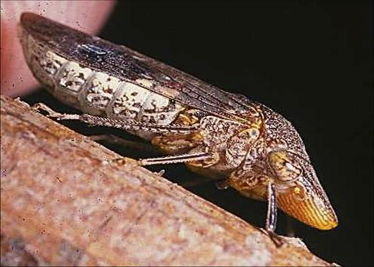 California officials warn against invasive species