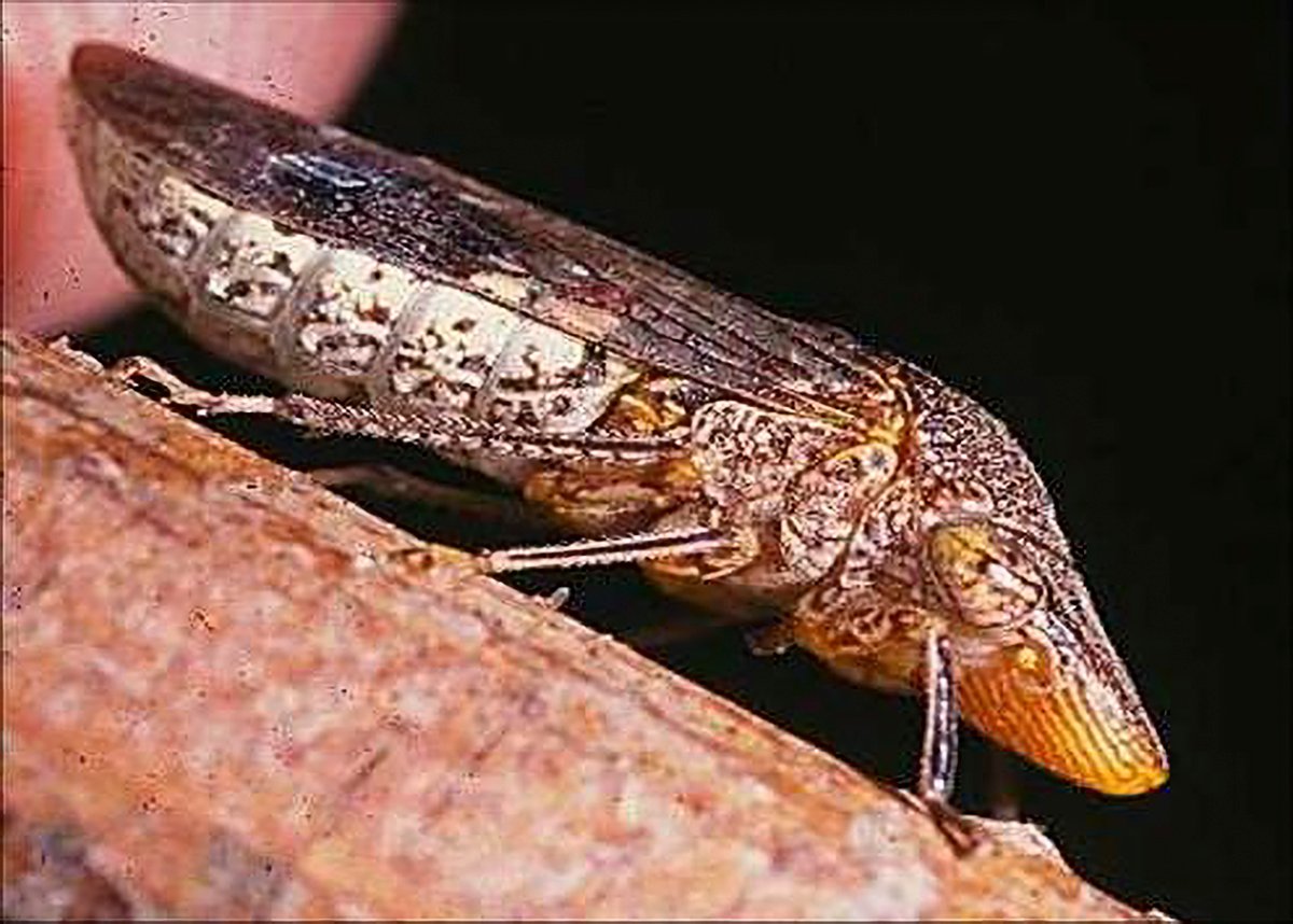 California officials warn against invasive species