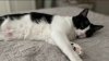 Bay Area scammers prey on distraught pet owners with fake veterinary emergencies