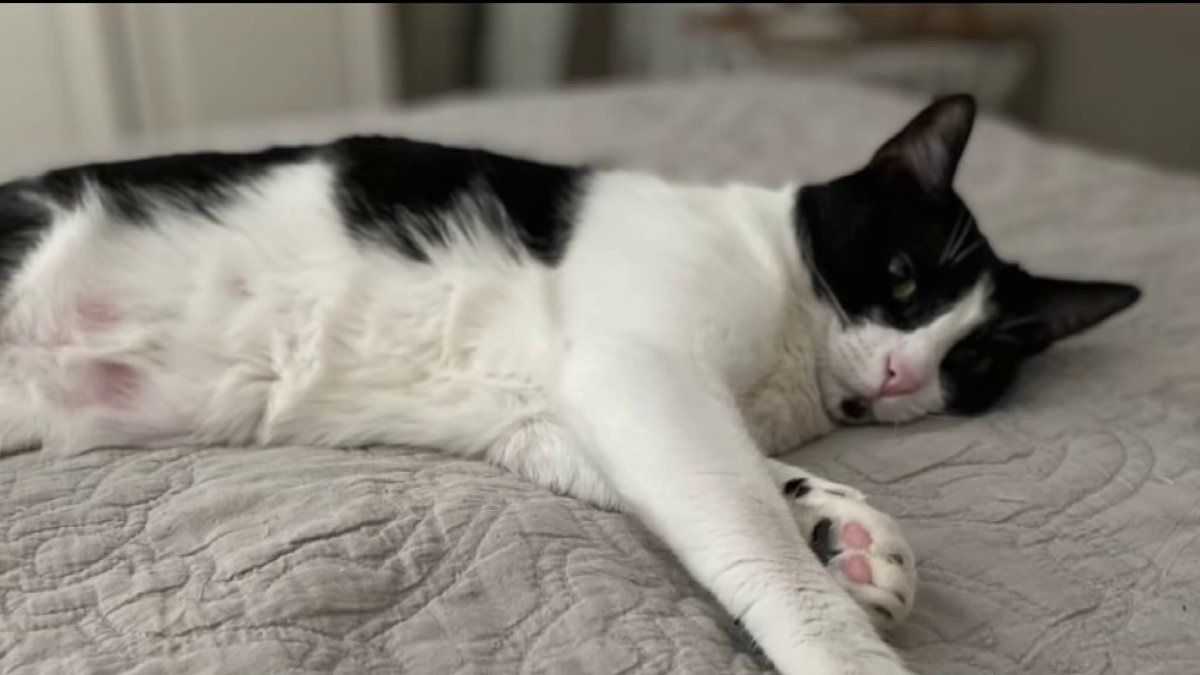 Bay Area scammers prey on distraught pet owners with fake veterinary emergencies