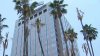 Emergency removal of trees in San Jose's Circle of Palms