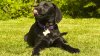 Can you guess the most popular dog name in America? Here's a list of the top 25