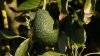 U.S. suspends avocado inspections in Mexican state of Michoacan due to threat