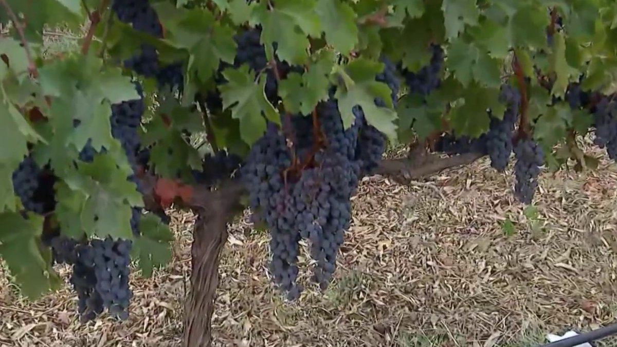 Livermore Valley celebrates annual ‘Blessing of the Grapes'