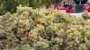 Livermore vineyard begins grape harvest earlier than usual