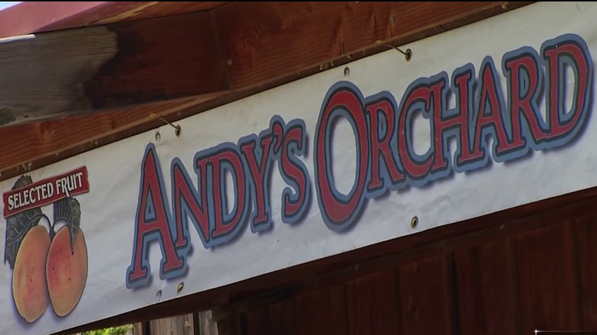 One of Santa Clara County's last fruit orchards faces closure 
