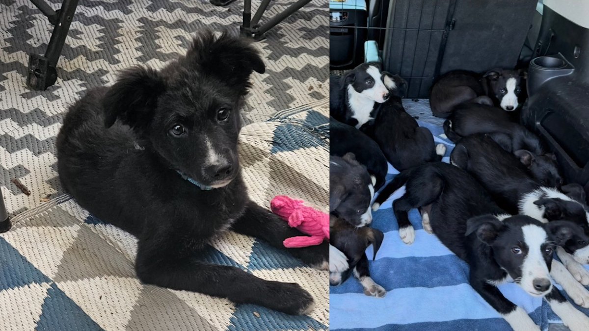 All 16 Livermore abandoned puppies have been adopted, shelter says