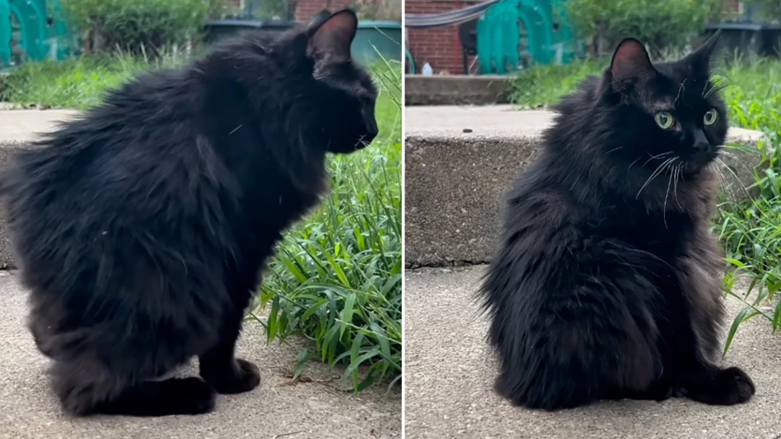 Love Jimothy the raccoon? Meet Meemers, the adorable cat with short spine syndrome