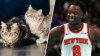 Knicks' OG Anunoby explains why he's helping cats and shares a message for pet owners