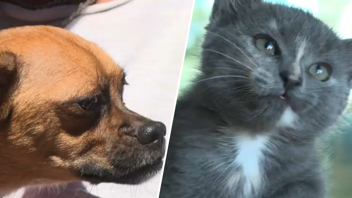 Dozens of animals find new homes at adoption event in the South Bay