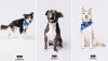 How this photographer gives shelter pets a ‘stronger shot' at adoption