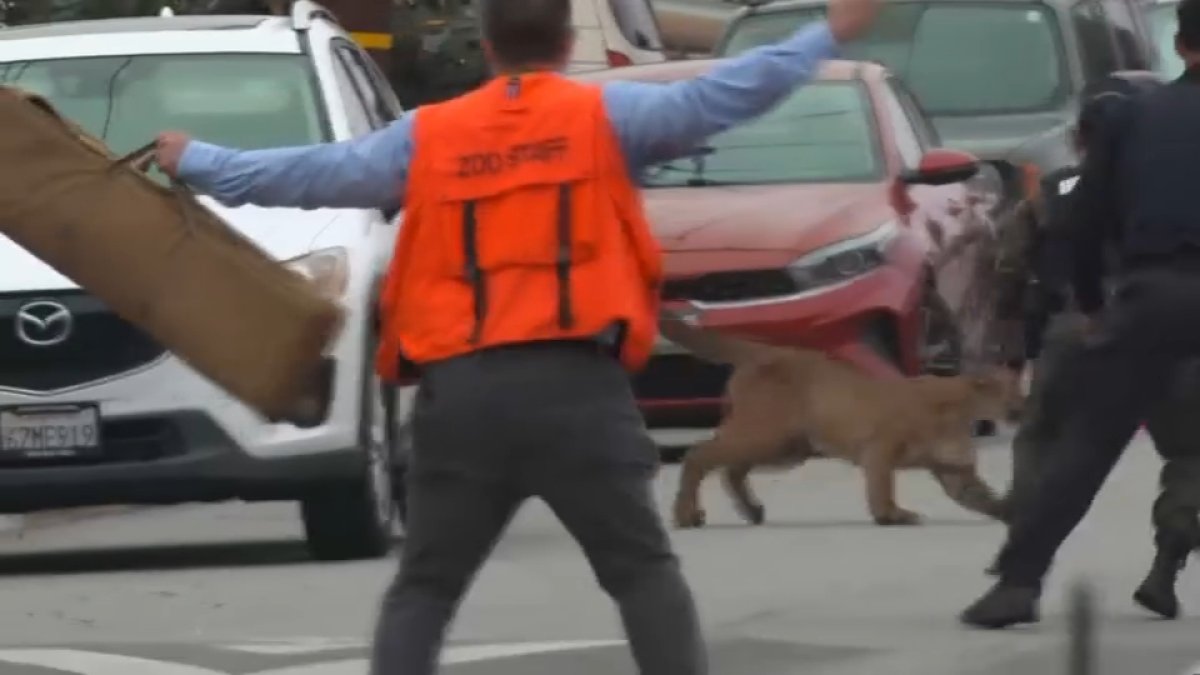 Mountain lion captured in San Francisco's Outer Sunset