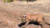 Mountain lion released back into the wild after being captured in San Francisco