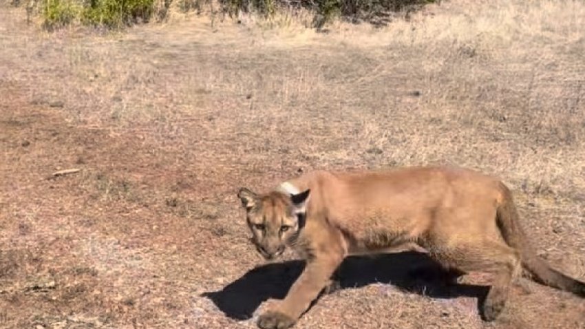 A mountain lion is released back into the wild after being captured in San Francisco. (Sept. 18, 2026)