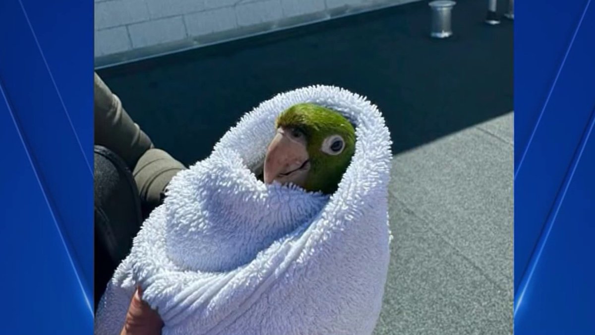 A wild parrot got stuck on a third-floor balcony and firefighters stepped in