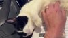 Cat accidentally discarded with old couch is found at a landfill, reunited with family