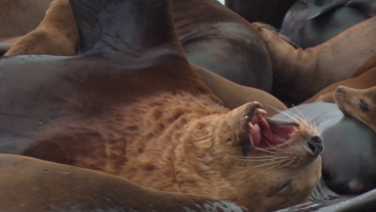 New Steller sea lion appears at San Francisco's Pier 39