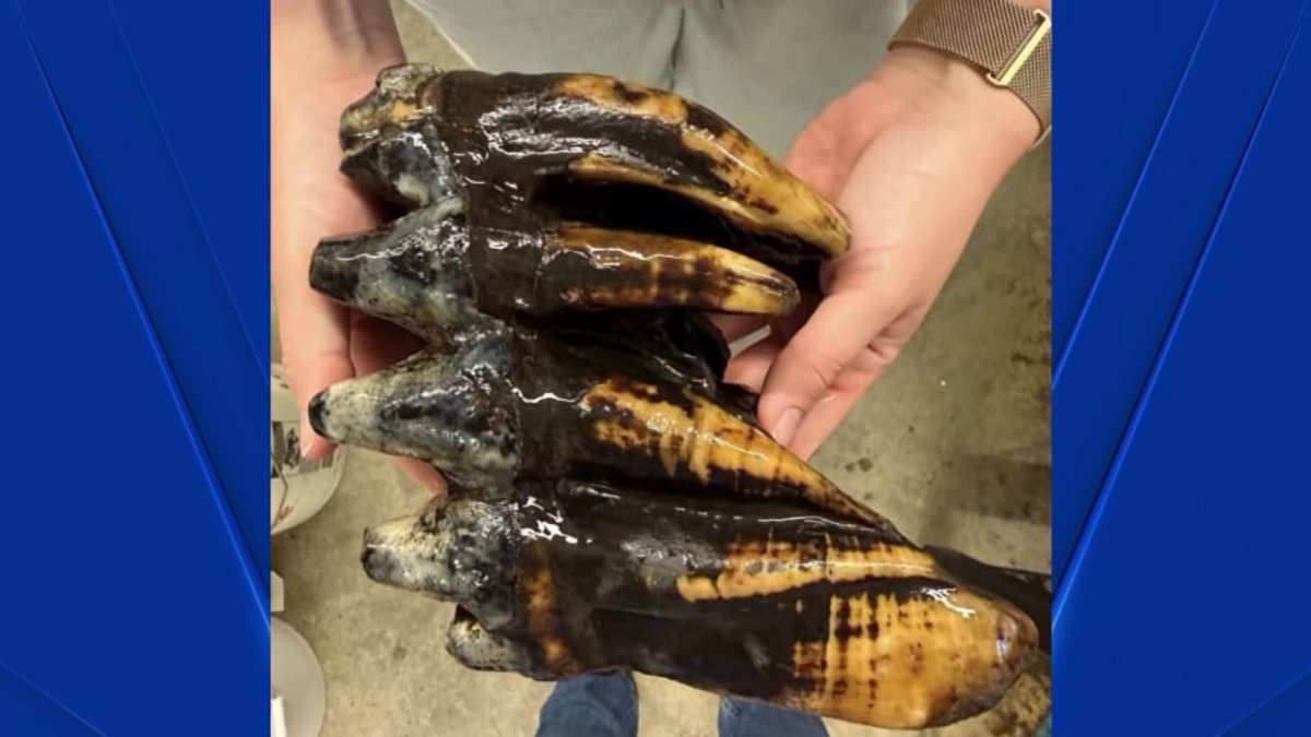 Well-preserved tooth from Pacific mastodon found in a creek in San Francisco Bay Area