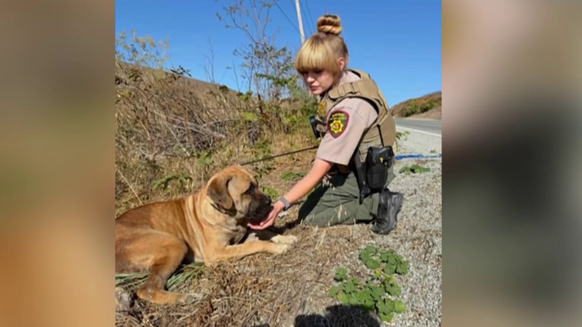 Deputies help rescue abandoned dogs in Vallejo