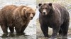 Fat Bear Week has arrived. Here's everything to know about the 2026 contest