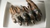 Well-preserved tooth from Pacific mastodon found in Bay Area creek
