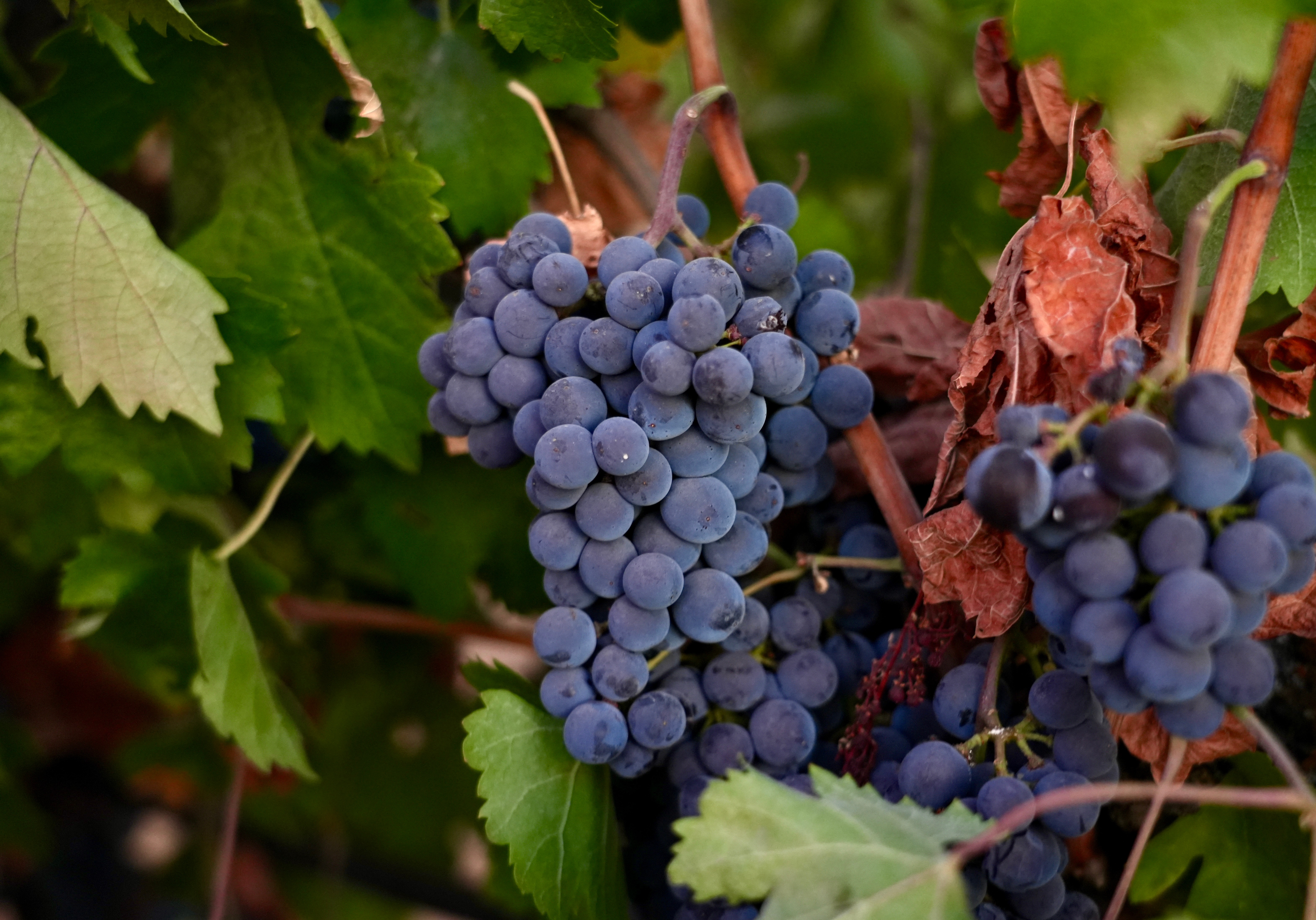 nbcbayarea.com - Terry Chea | The Associated Press - California farmers are struggling to sell grapes as demand for wine drops