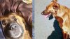 Federal judge blocks euthanasia of Berkeley service dog amid legal battle