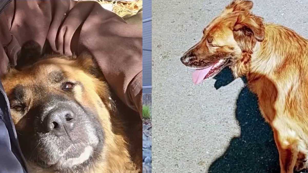 Federal judge blocks euthanasia of Berkeley service dog amid legal battle
