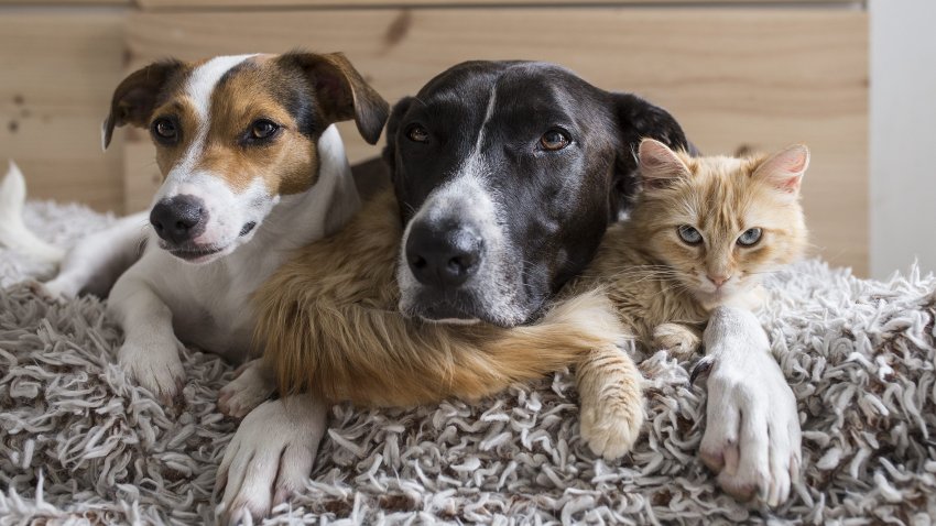 This stock image shows two dogs and a kitten.