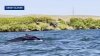 Humpback whale spotted swimming in Sacramento River