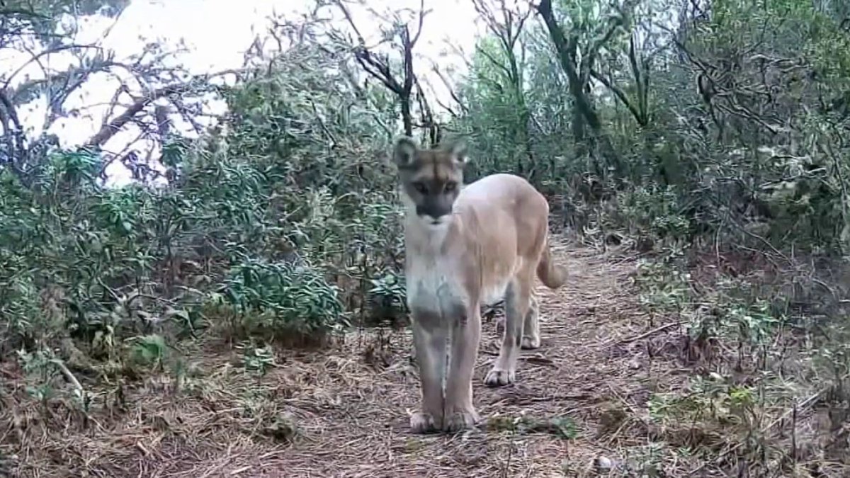 Mountain lion sightings spark warnings on South Bay trails, rare appearance in San Francisco