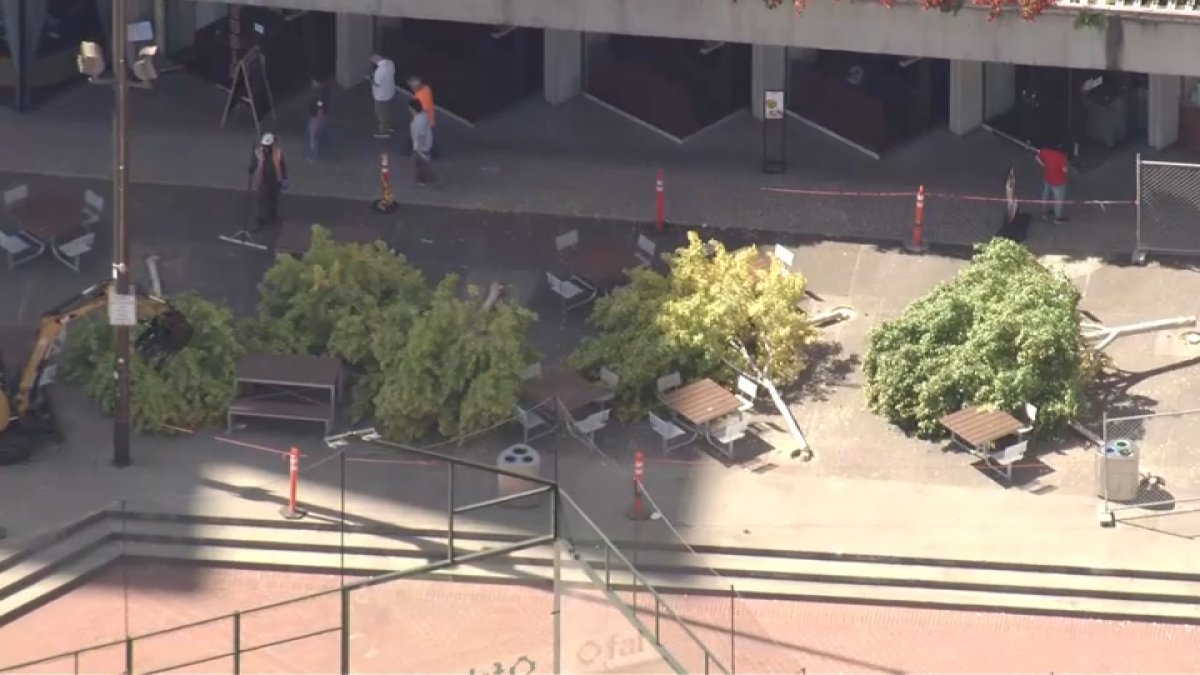 Crews start to remove trees from San Francisco waterfront park